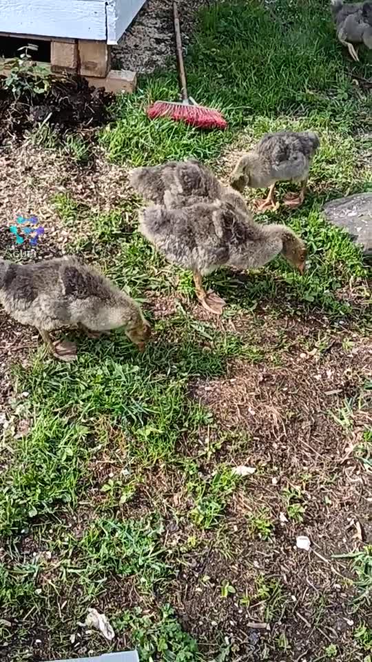 Viața la țară 💕💕😊