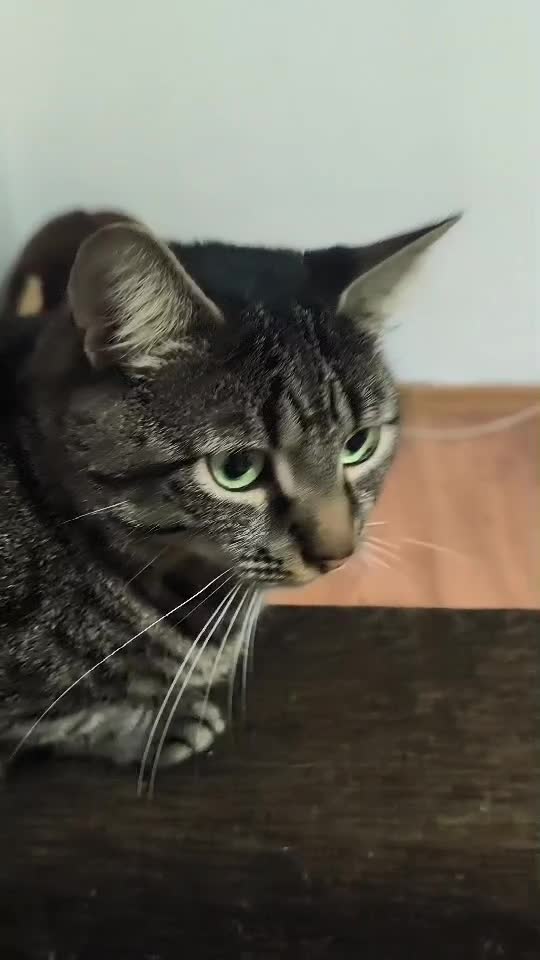 #cat