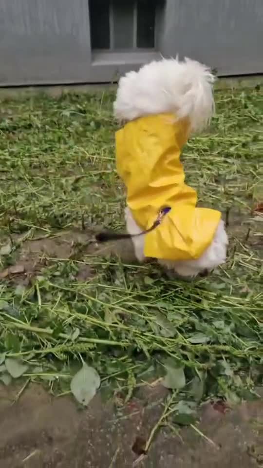 Nici ploaia nu ne mai opreste🤣🤣🤣