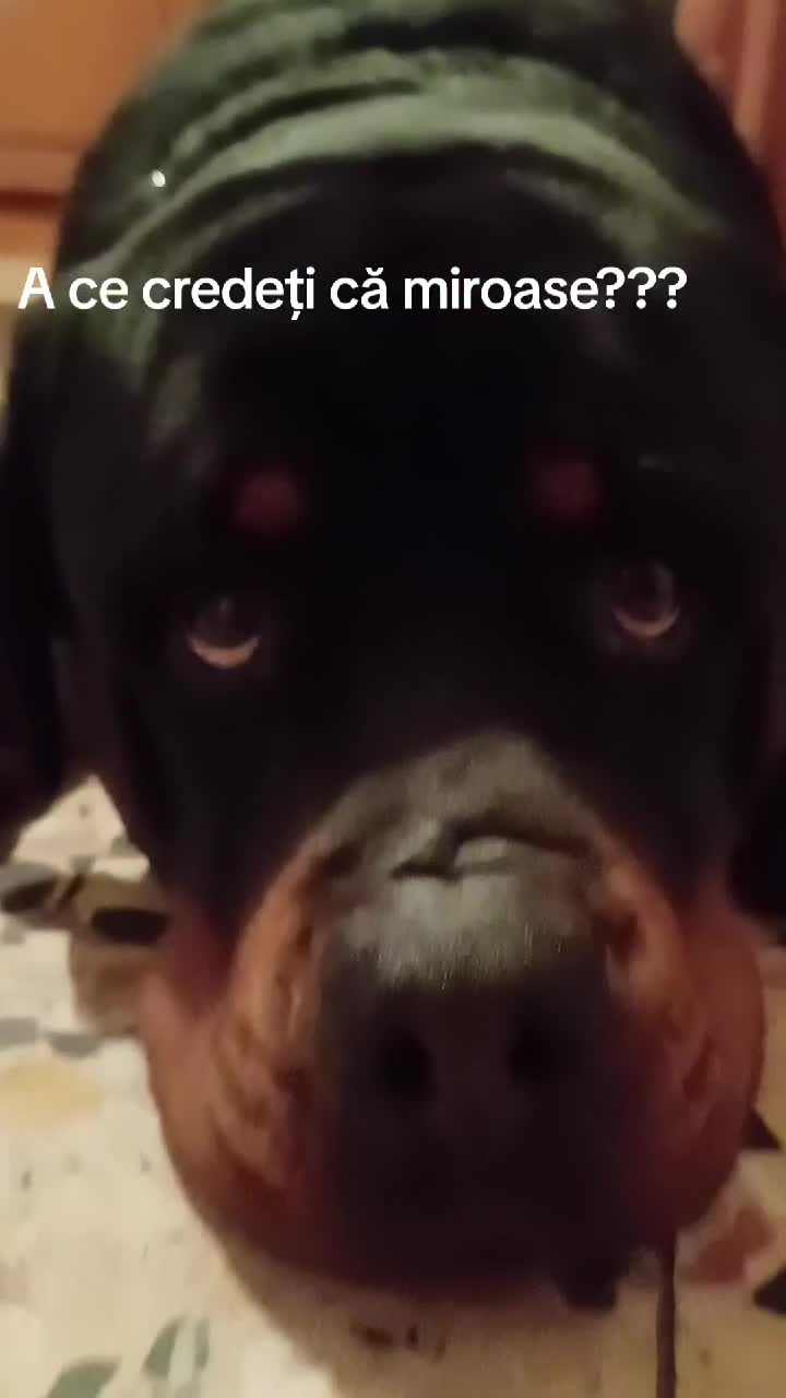 Spuneți-mi  voi in comentarii!!  # Gupi