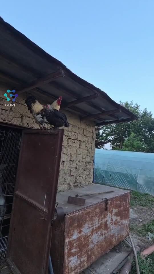 Video de @gupiuser143872