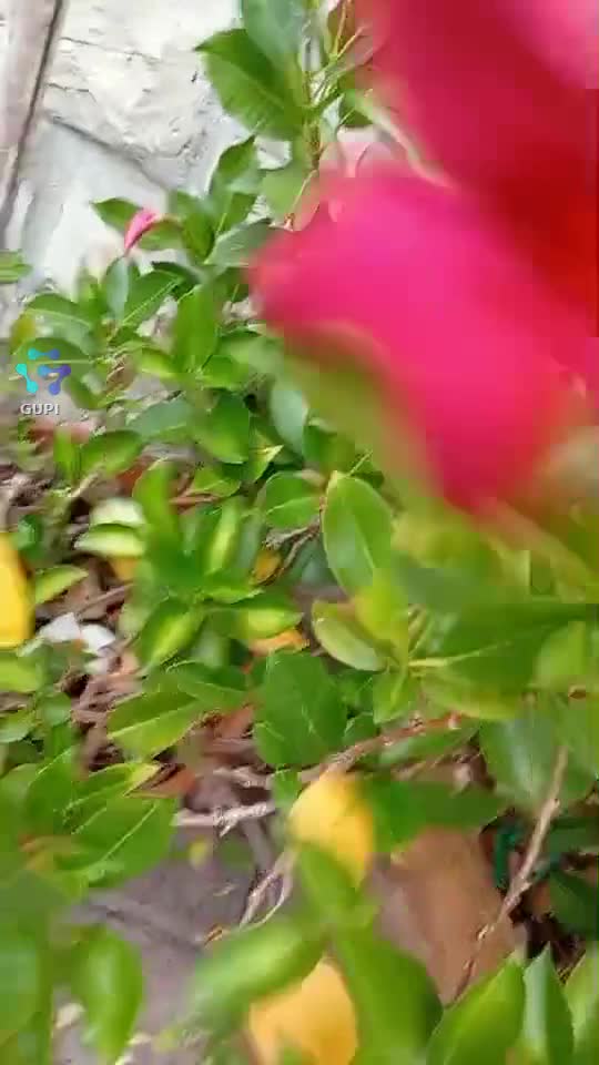 Video de @gupiuser158256