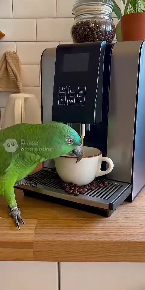 Parrot Making Coffee 🦜☕