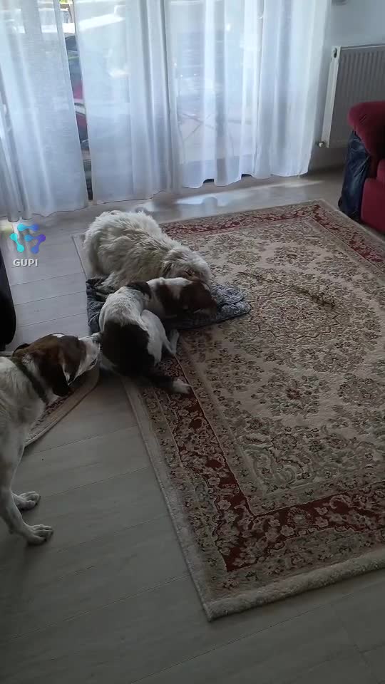 Video de @gupiuser164981