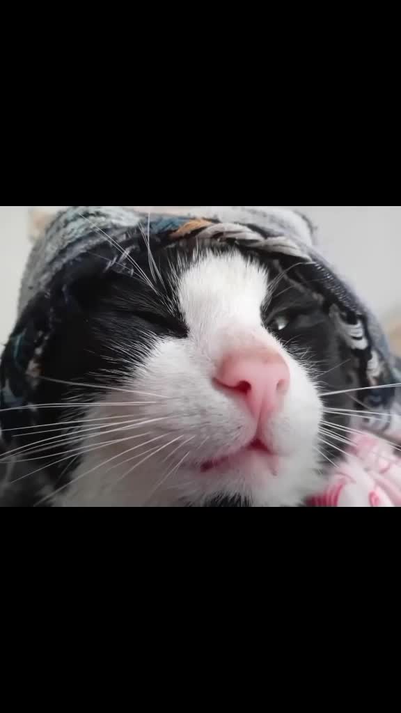 #catlove