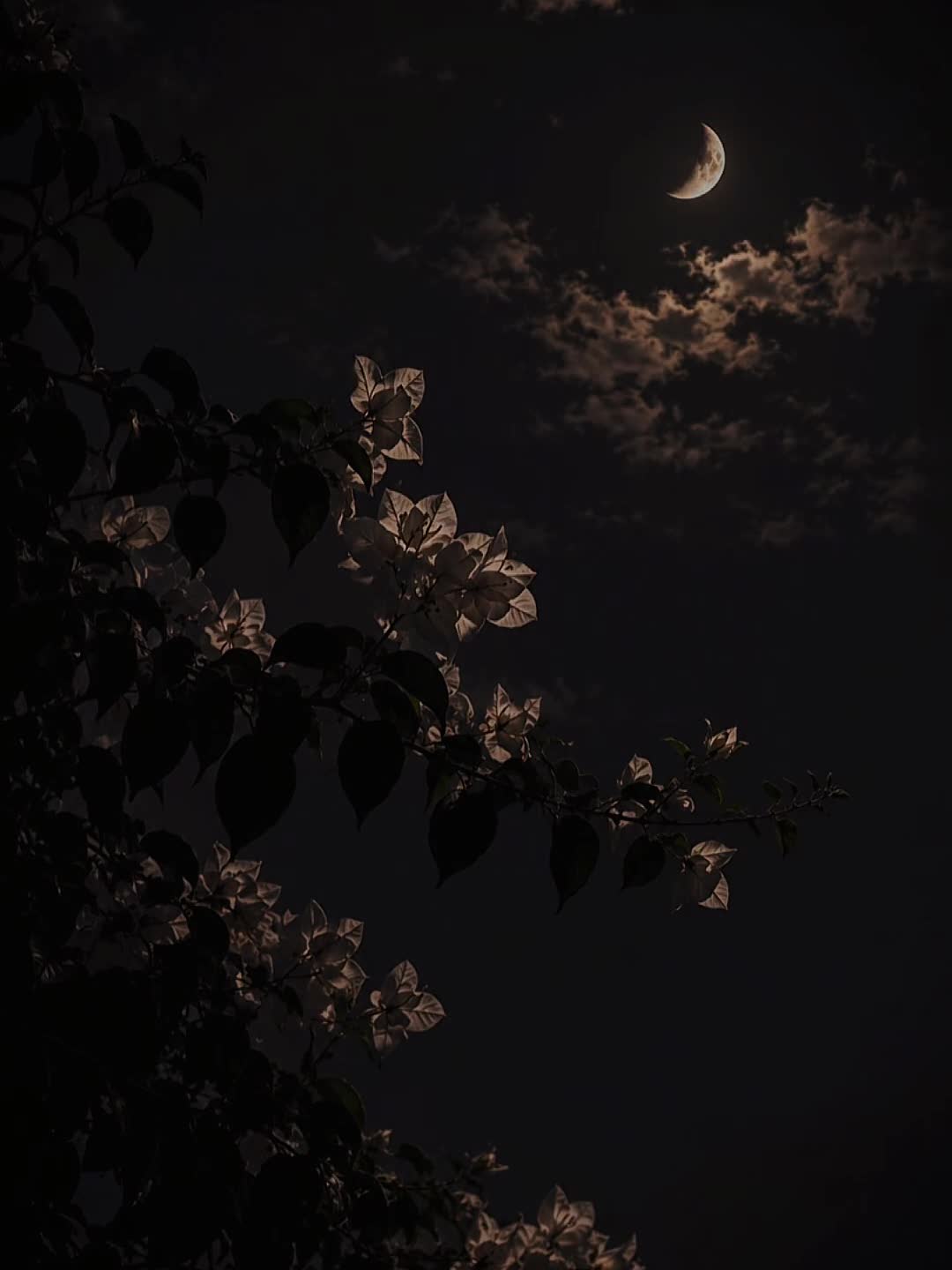 🌜✨✨