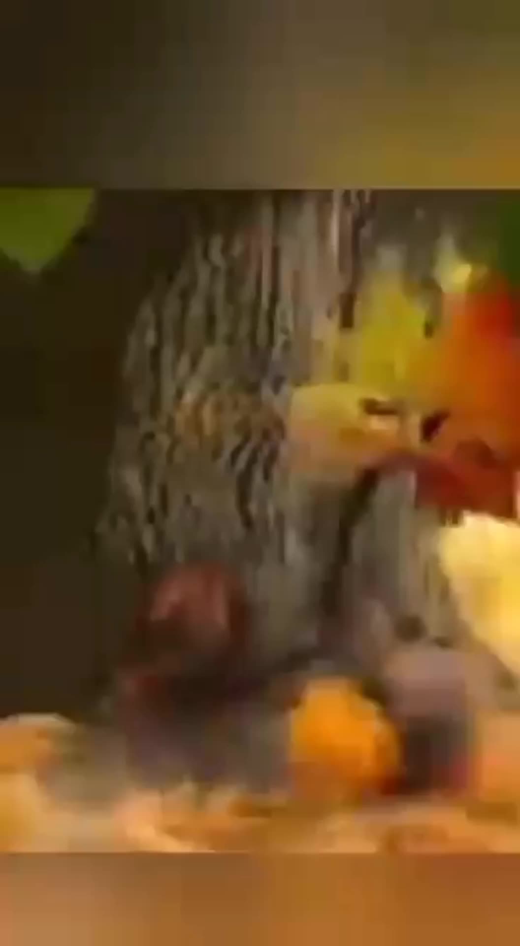 Video de @gupiuser760707