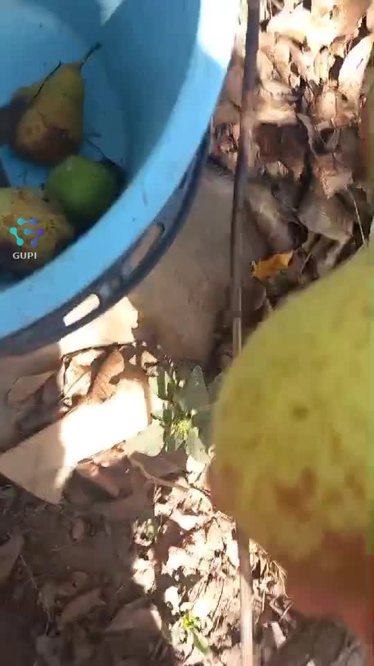 pere,prune si smochine...avem productie...cine-i harnic si muncește..
are tot ce i trebuiește!