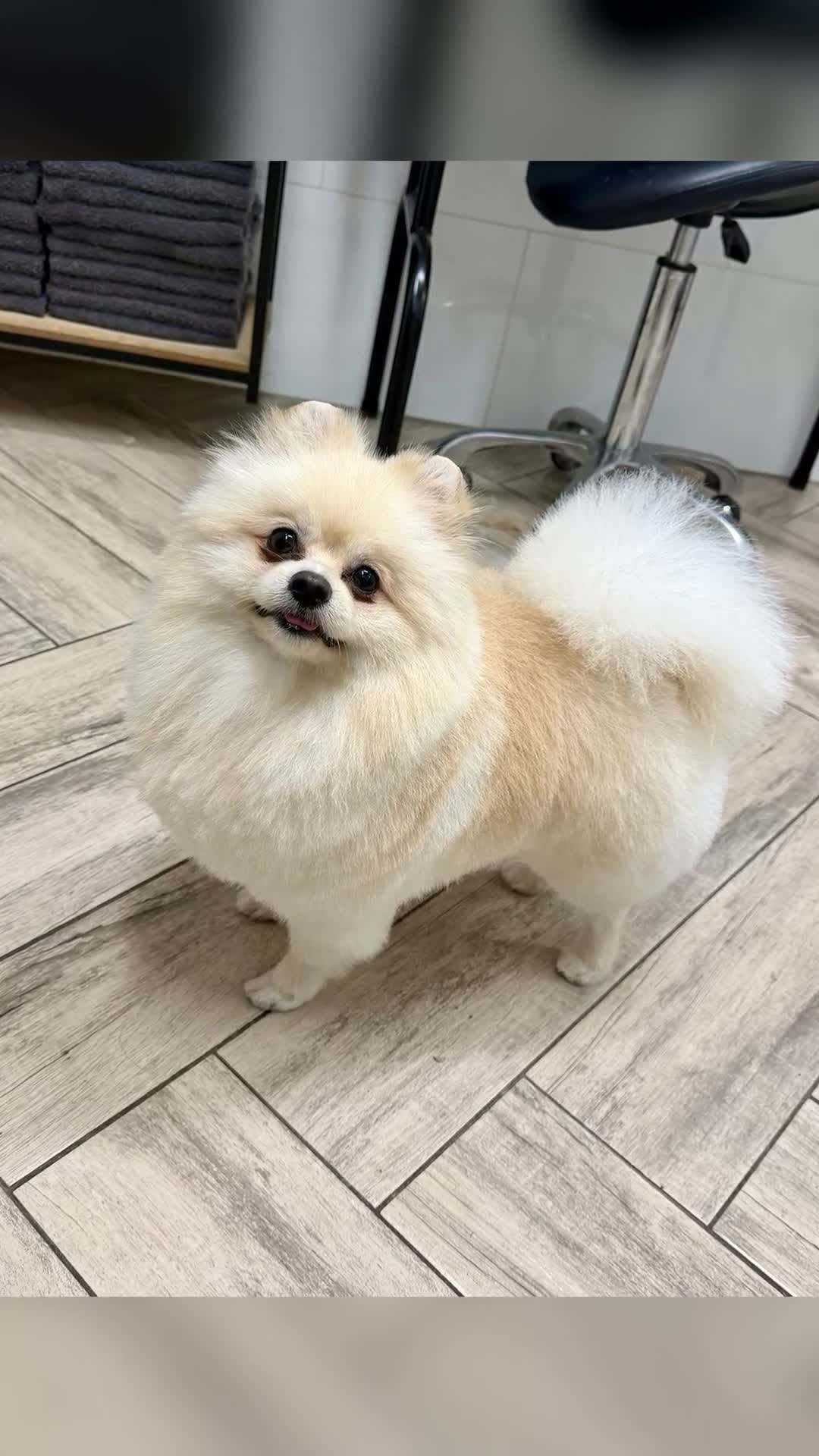 pomeranian @j.j Sufletul meu frumos love you forever 💙💙💙💙