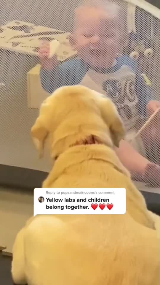 dogs#🥰🥰🥰