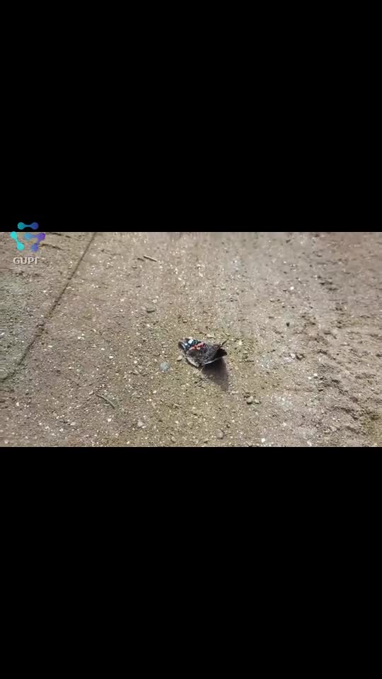 Video de @FLRica06