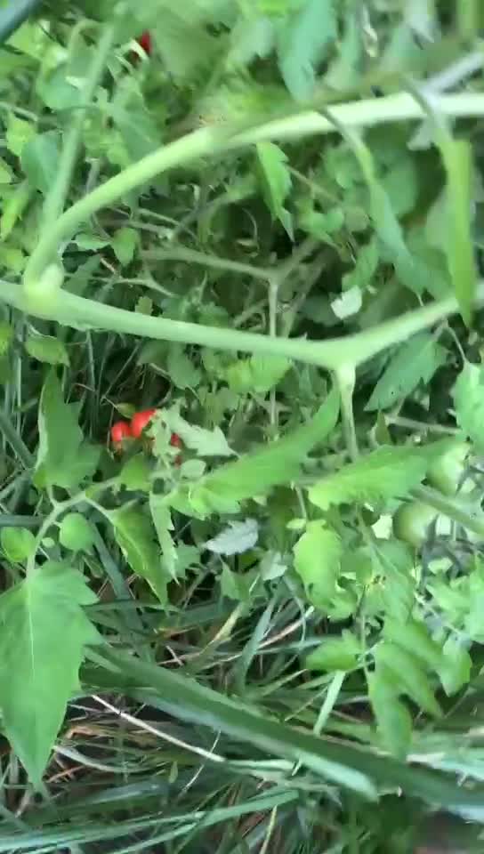 Video de @🇨🇭Vasile1805🇧🇪