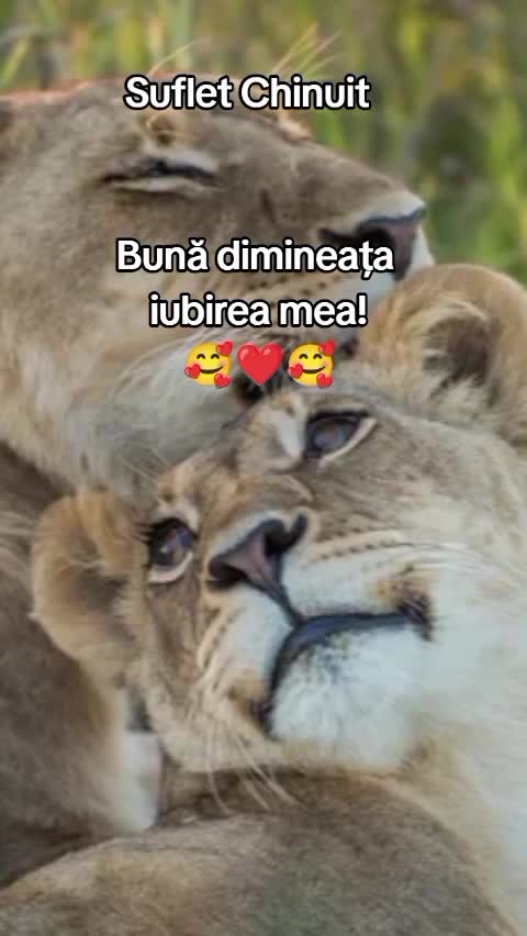 Te iubesc!❤️❤️❤️❤️❤️❤️🥰🥰🥰🥰🥰🥰🥰🥰🥰🥰❤️❤️❤️❤️❤️❤️❤️❤️❤️❤️🥰🥰🥰🥰🥰🥰🥰🥰🥰🥰