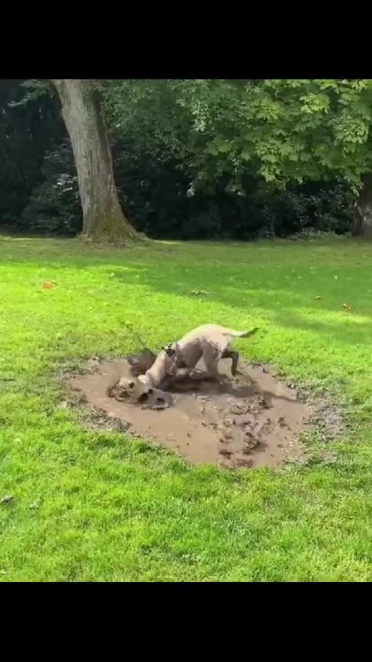 🐶 Messy Dogs Moments - Funny Hilarious Videos - Mud Fun Pets 🐕    👇🏼 YouTube.com/@GeorgeChristmas