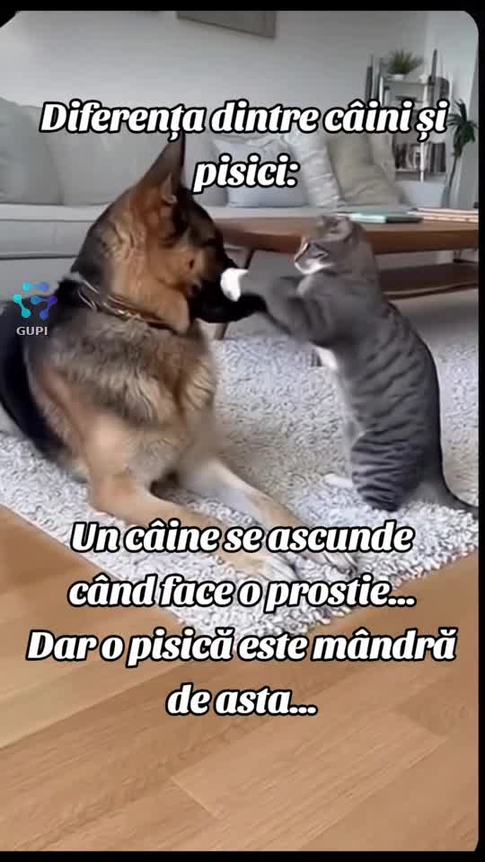 diferența dintre câini și pisici...😁😁☺️☺️