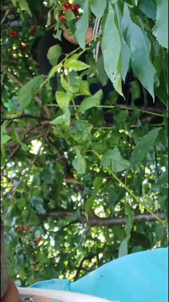 Video de @gupiuser297060