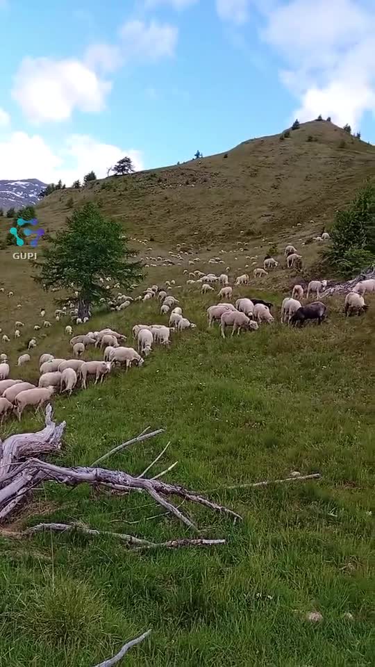 Video de @gupiuser159775