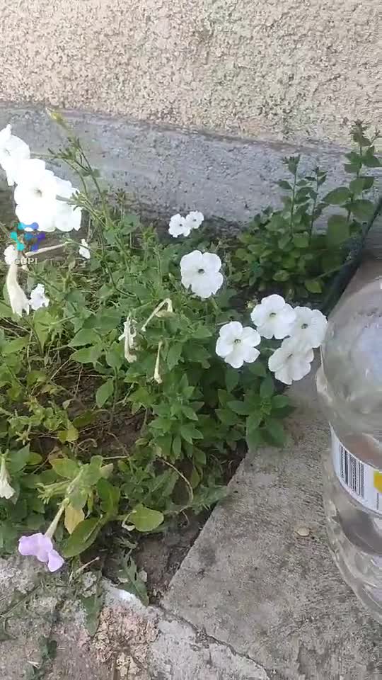 Video de @gupiuser109434