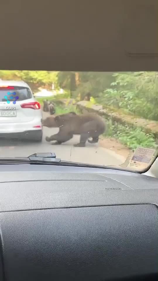 |||{"overlays":[{"text":"În primul rând problema este că oamenii au obişnuit urşii să primească mâncare la drum. Animalul este condus de instincte. Nu ştiu când vor înțelege oamenii că urșii nu sunt animale de companie ci niște animale sălbatice deosebit de periculoase.","x":0.09687499999999998,"y":0.6325488776249095,"fontSize":14.0,"color":4294967295,"isEmoji":false},{"text":"Joana","x":0.3631944444444445,"y":0.8159304851556844,"fontSize":14.0,"color":4294967295,"isEmoji":false}]}