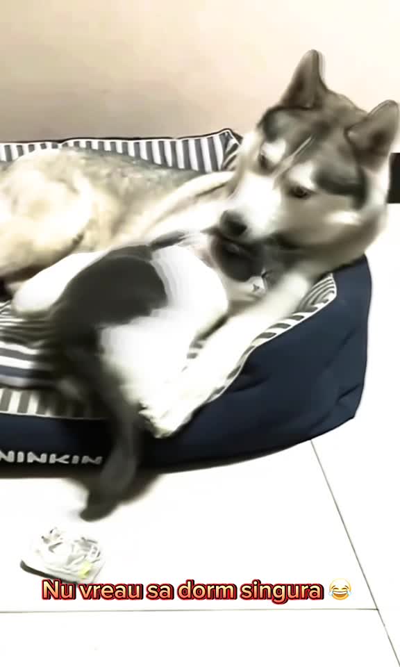 funny Videos