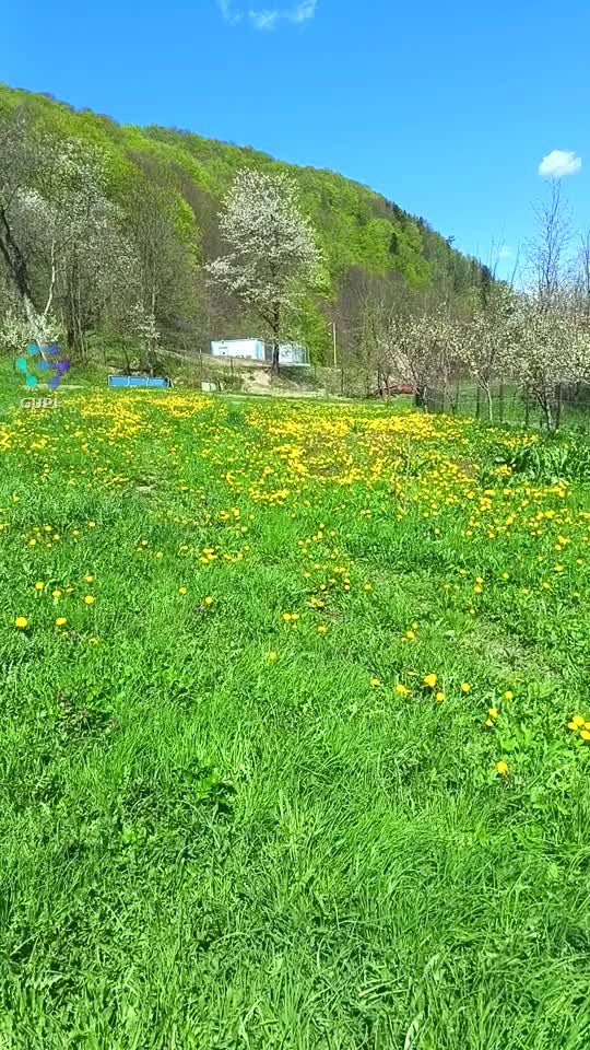 Primăvara minunată 🤗