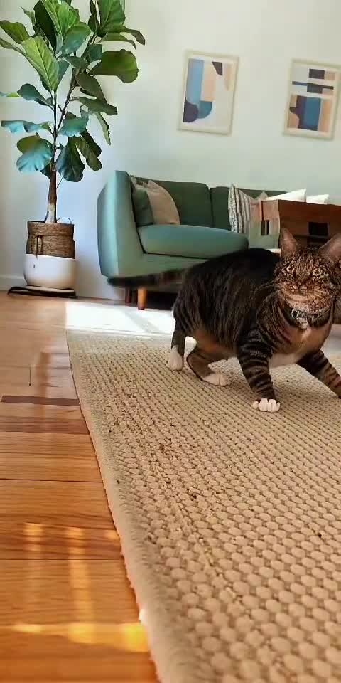 Cat vs Invisible Enemy 😹👀