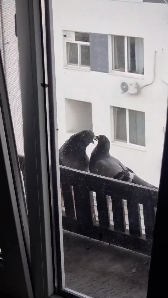 🕊 Love Pigeons Kissing 🥰 Cute Moments - Sweet Video 💞    👇🏼 YouTube.com/@GeorgeChristmas