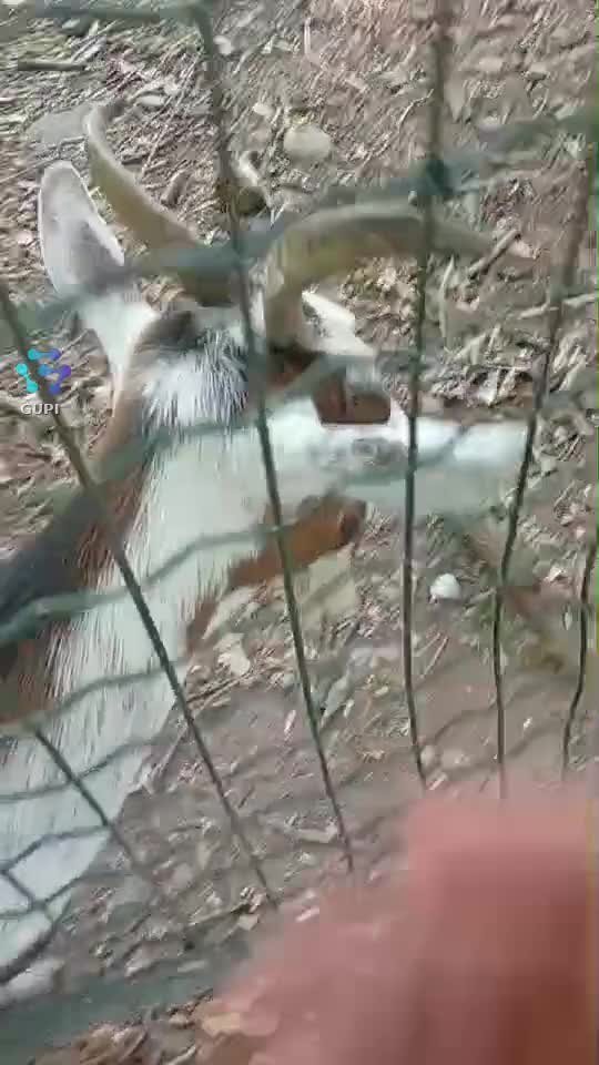 Video de @gupiuser158256