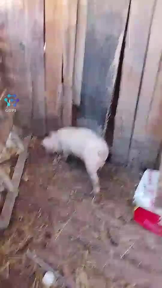 Am un nou animal
