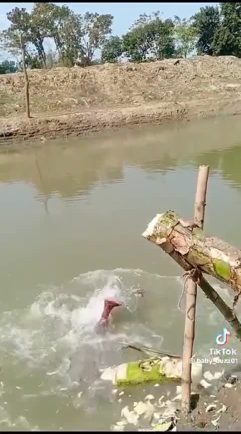 #funnyvideo