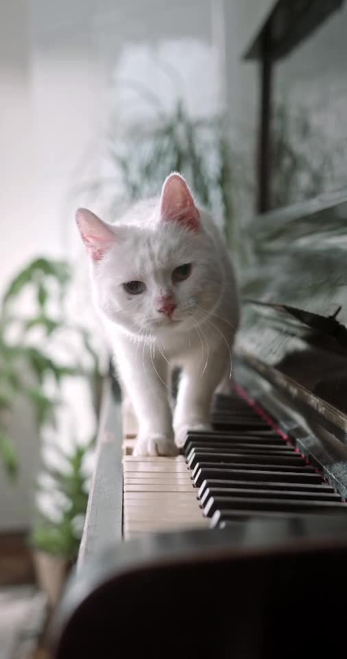 A Cat Walking Over The Piano Keyboard 😍   # viral