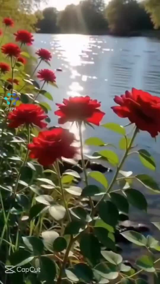 Video de @gupiuser155499