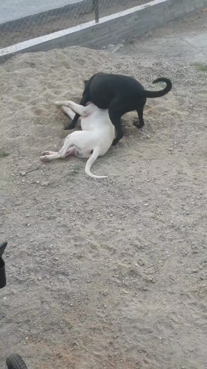 canecorso dogargentinian