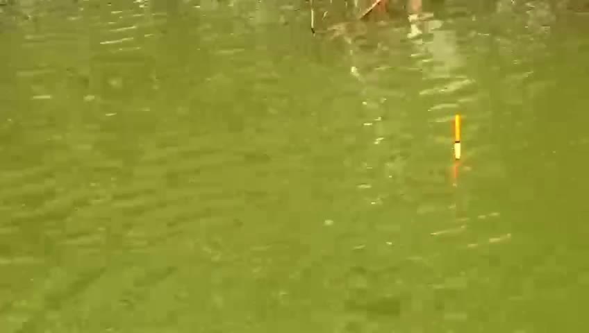 #fishing