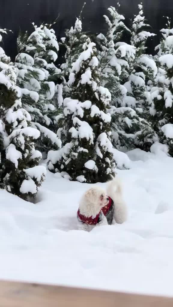 #dog