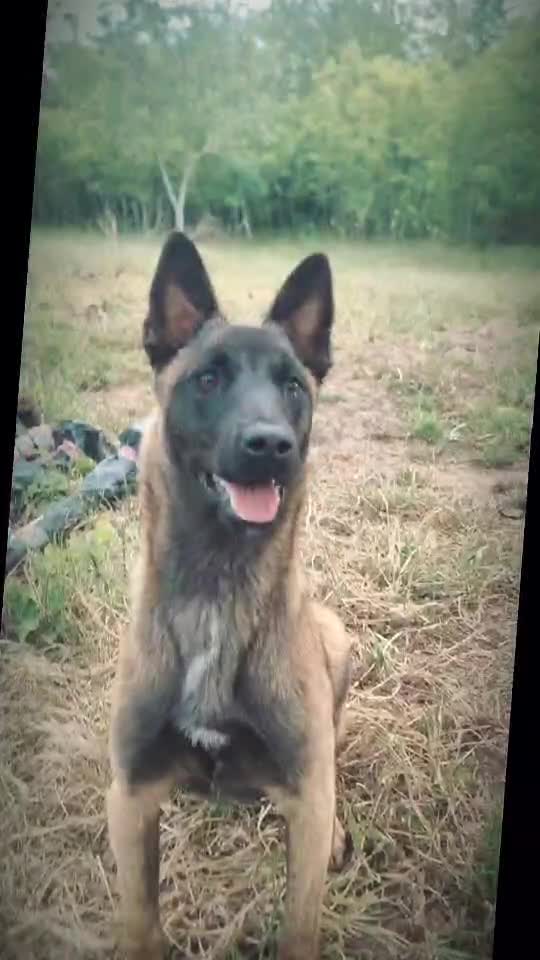 Malinois belgian❤️