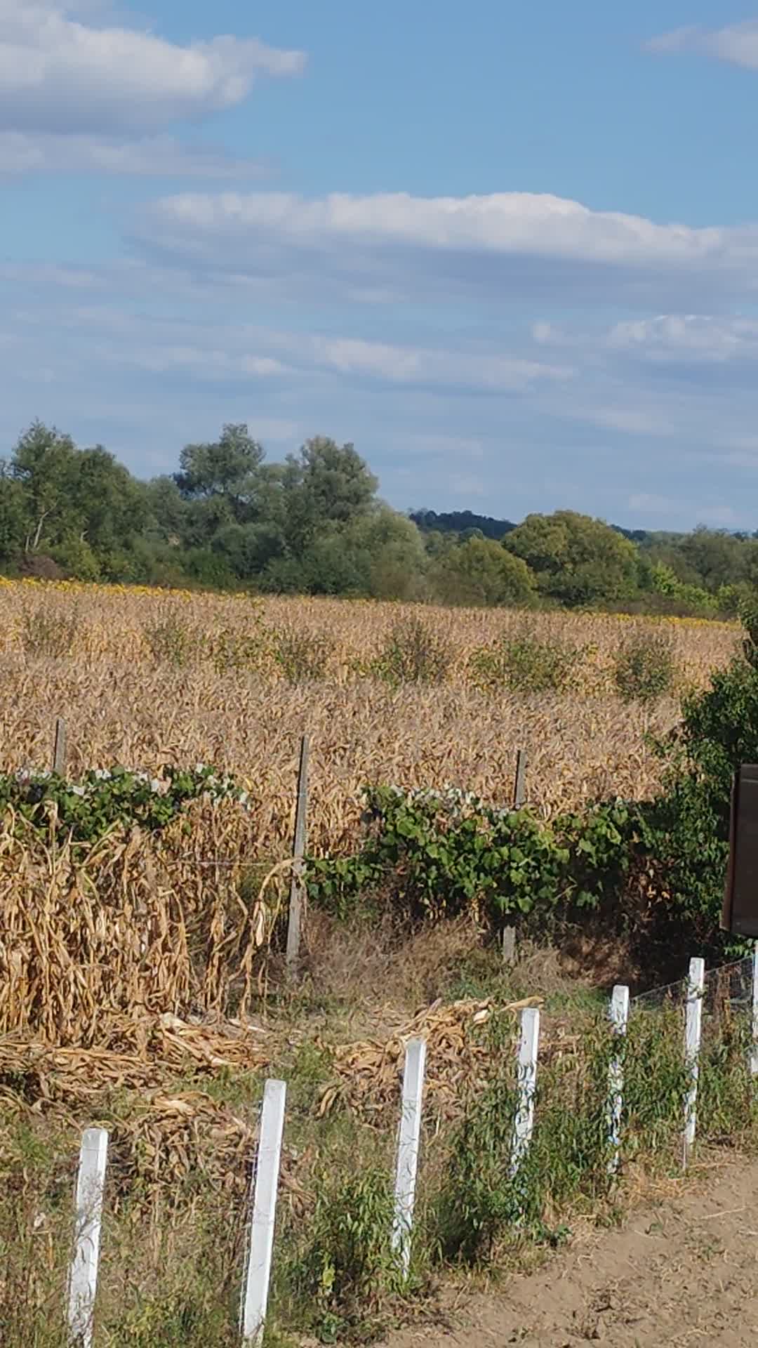 Viata la tara!! Va era dor sa vedeți asa ceva?