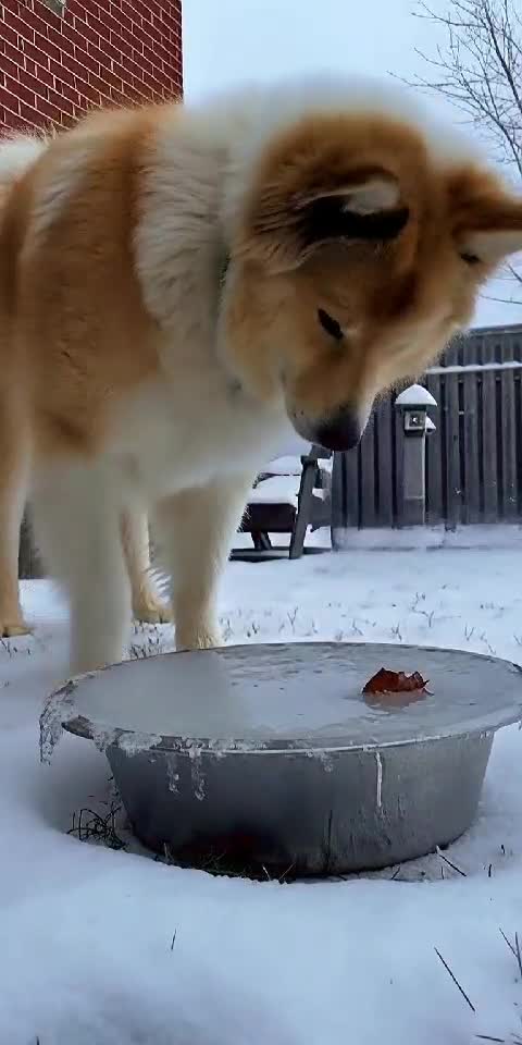 Thirsty Dog vs Frozen Water Bowl... Winter Wins! 😂❄️🐶