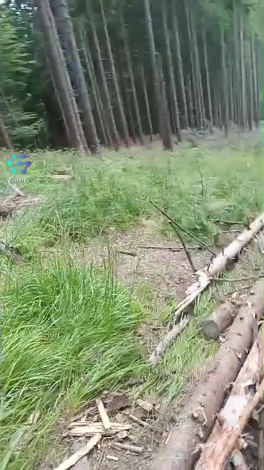 work forest 💪🐎🌲💪🤝