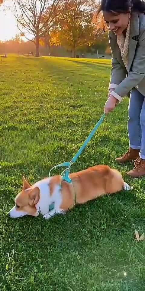 Not Leaving the Park! 🐶🌳