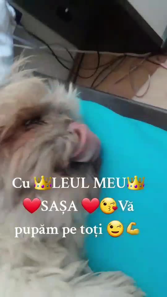 Asta înseamnă să fi leu 😉🤣🤣        videoclip        ❤️❤️