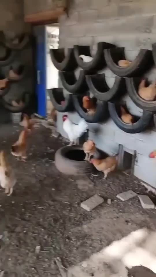 Cuibare de găini