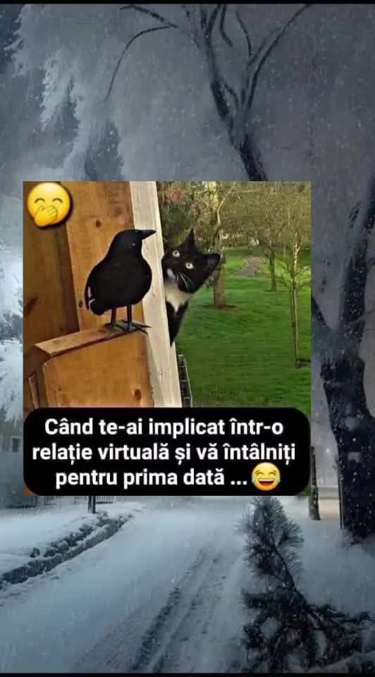 🇷🇴🤪🇷🇴#🇷🇴🤣🤣