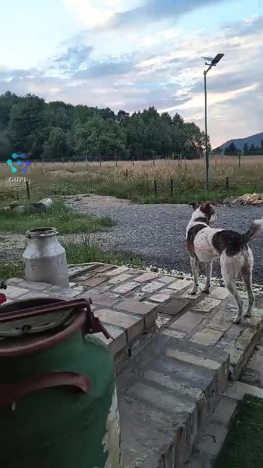 Video de @gupiuser164981