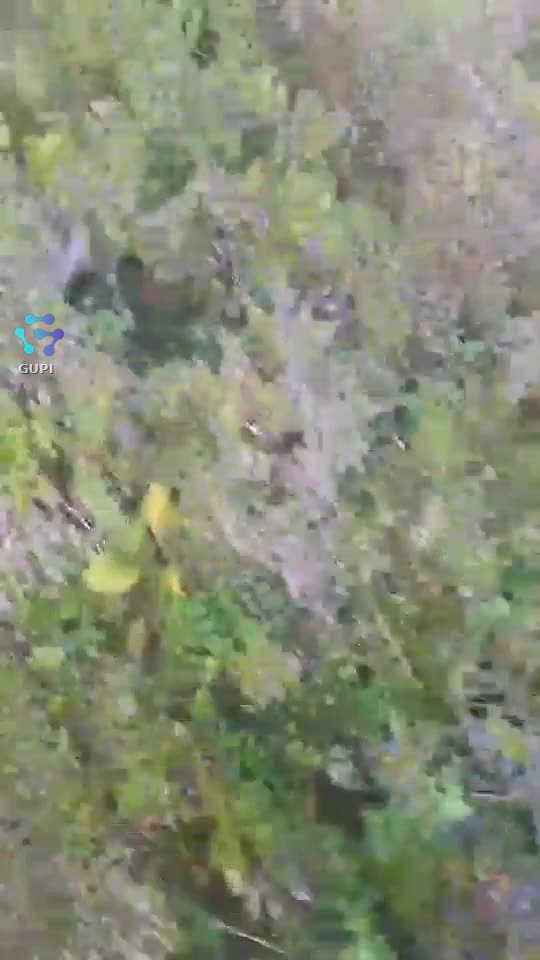 Video de @gupiuser145711