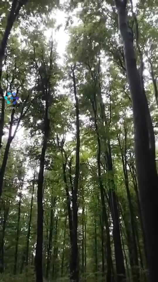 Video de @gupiuser319769