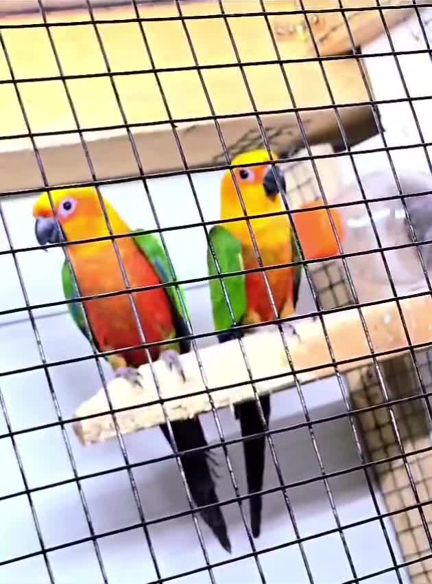 aratinga papagali gupi viral fy