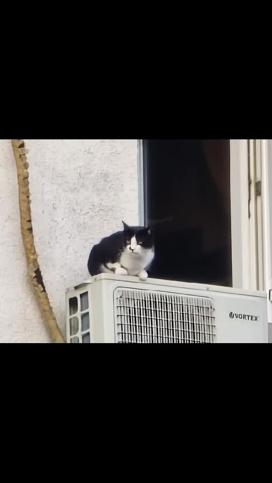 Feli la Înălțime!