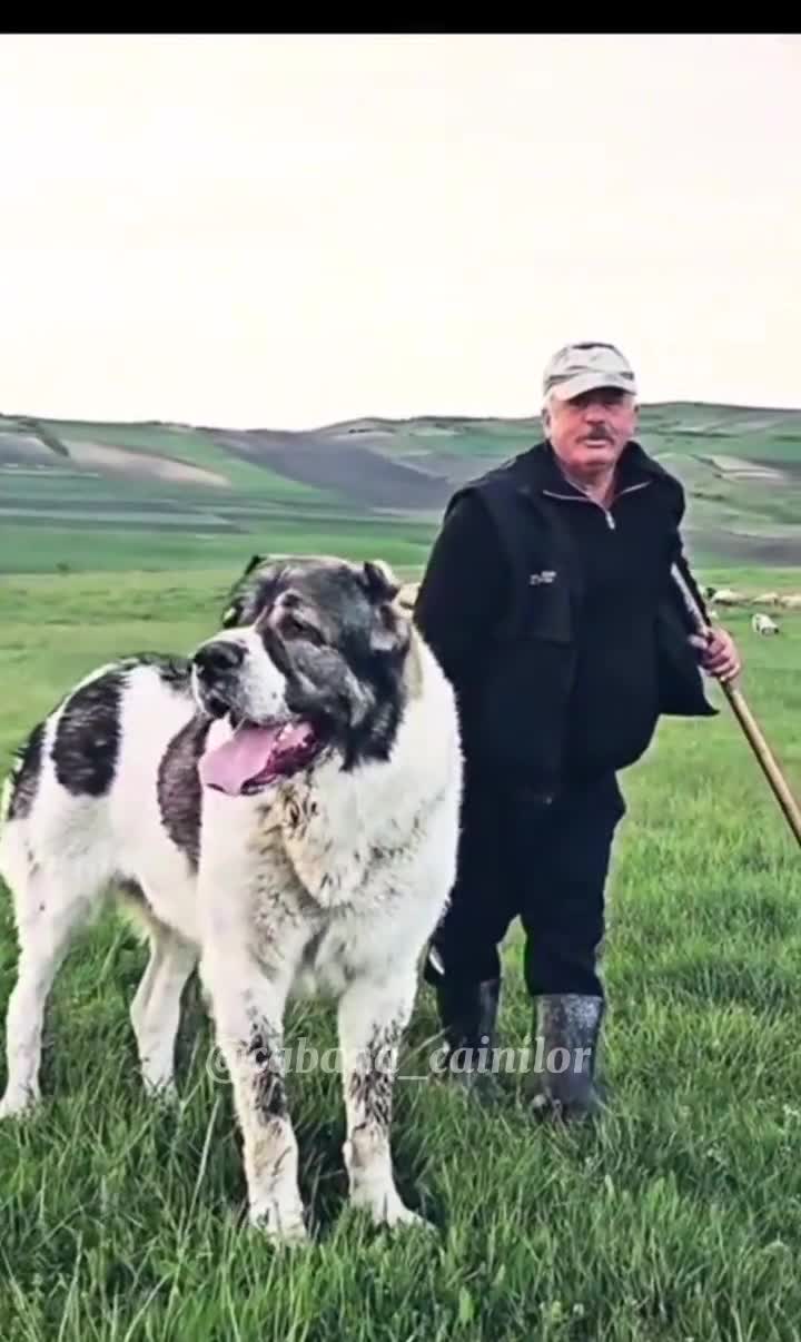 Giganți Asiatici crescuți din pasiune de Sorin Traian Pojar