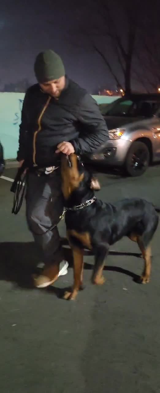 #rottweiler